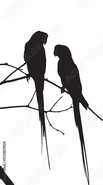 Obraz Parakeets silhouette isolated in White background 