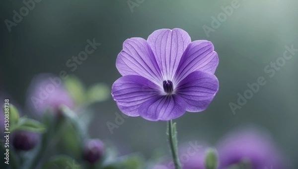 Obraz A close-up photograph of a Mexican Petunia bloom taken at Kissimme Lakefront Park in Kissimmee, Florida, on September 15, 2024.