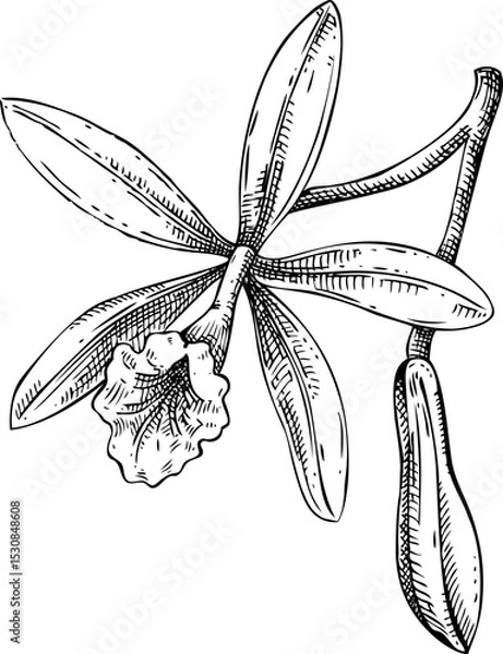 Fototapeta Vanilla orchid sketch. Hand drawn botanical illustration. Aromatic ingredient for food, perfumery, and organic cosmetics logo design. NOT AI generated