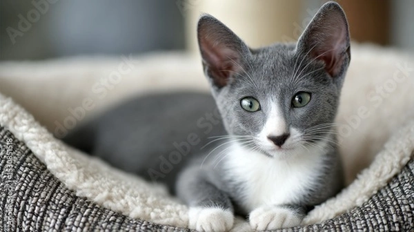 Obraz Adorable gray and white kitten relaxing in soft pet bed