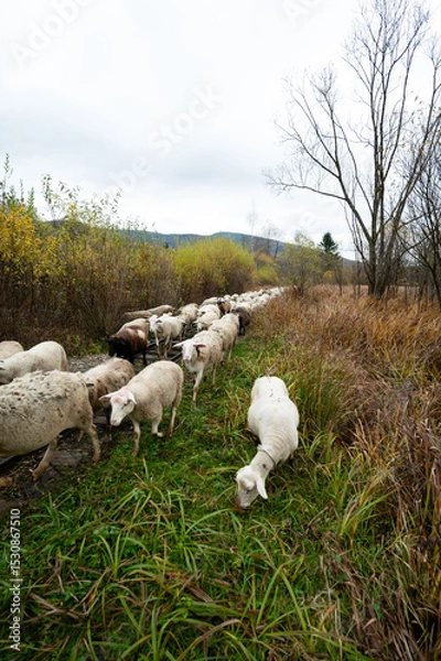 Fototapeta Sheep gracefully wander through lush green fields alongside a tranquil stream in early autumn, showcasing a serene rural landscape in the countryside