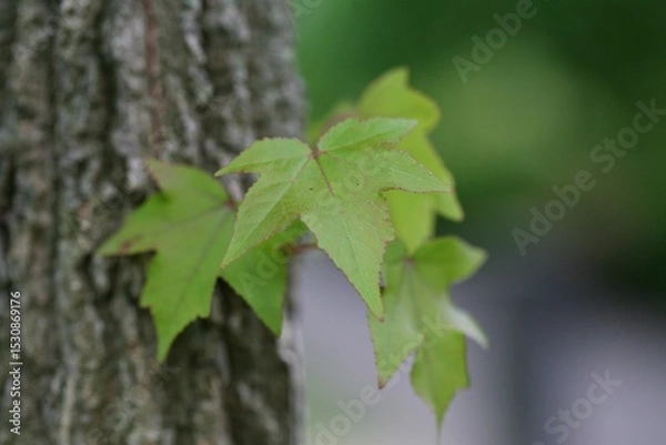 Fototapeta 단풍나무