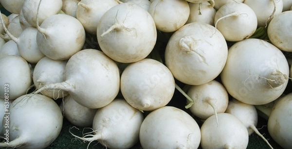 Obraz weiße Rettiche