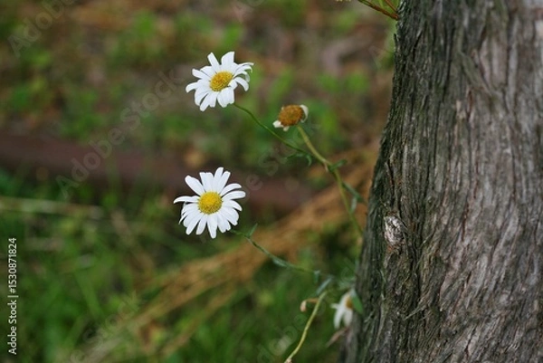 Fototapeta 데이지 꽃