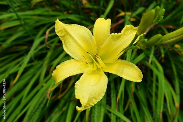 Fototapeta yellow lily in the garden
