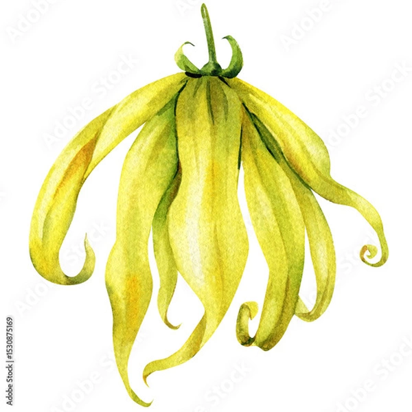 Obraz Ylang-Ylang Watercolor Flower Green Calyx Long Yellow Petals Tropical Botanical Element Perfume Spa and Organic Beauty Projects