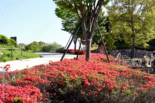 Obraz あいな里山公園、新緑、若葉