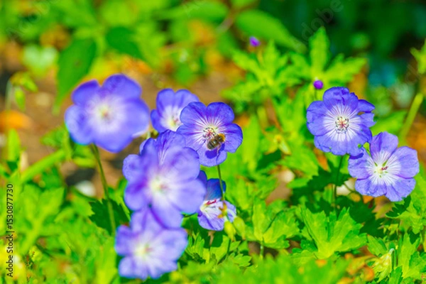 Obraz Bumblebee flying over flowers in a colorful garden in bright sunlight in springtime, Almere, Flevoland, The Netherlands, June 11, 2025