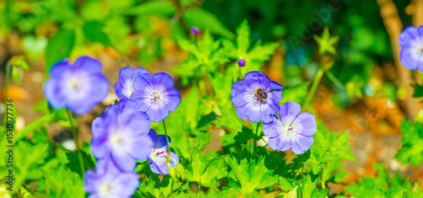 Obraz Bumblebee flying over flowers in a colorful garden in bright sunlight in springtime, Almere, Flevoland, The Netherlands, June 11, 2025