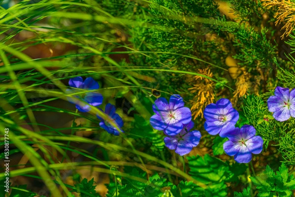Obraz Bumblebee flying over flowers in a colorful garden in bright sunlight in springtime, Almere, Flevoland, The Netherlands, June 11, 2025