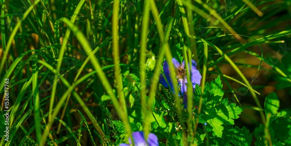 Obraz Bumblebee flying over flowers in a colorful garden in bright sunlight in springtime, Almere, Flevoland, The Netherlands, June 11, 2025