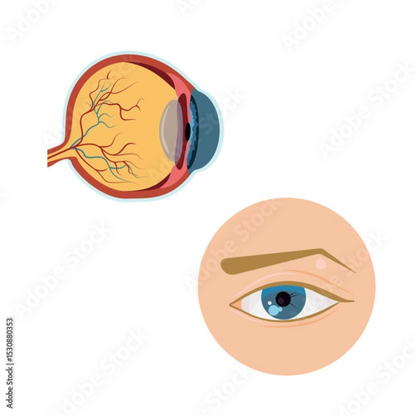 Obraz structures eye icon set vector illustration design