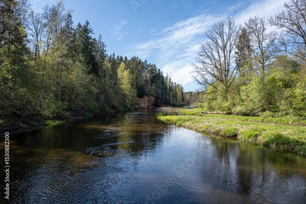 Fototapeta red sandstone cliffs overgrown with forest trees. Salaca river, Latvia