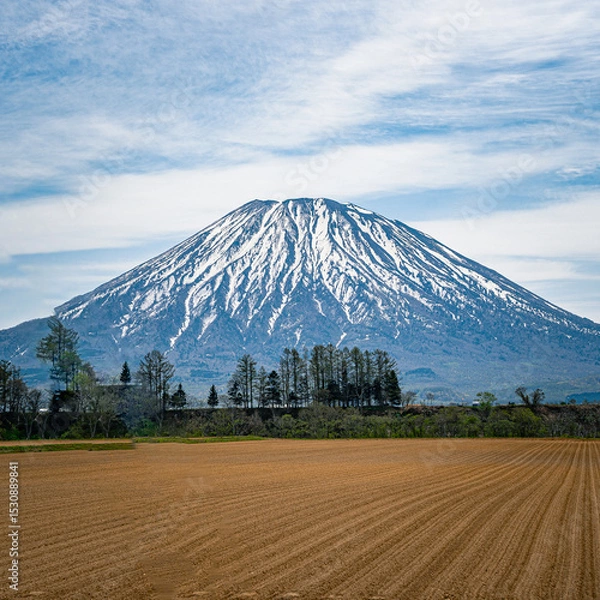Obraz ニセコ　倶知安町　春の羊蹄山と畑　
