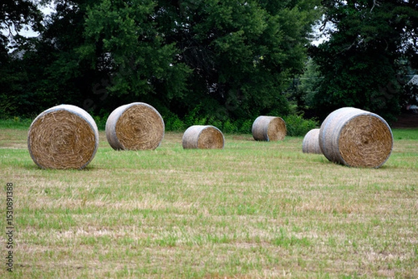 Fototapeta hay bales in a field
