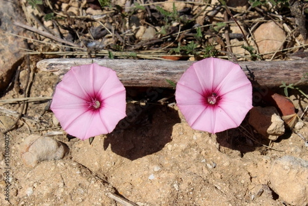 Obraz rosa Winde auf Mallorca Spanien 