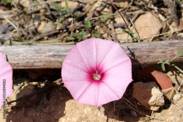 Obraz rosa Winde auf Mallorca Spanien 
