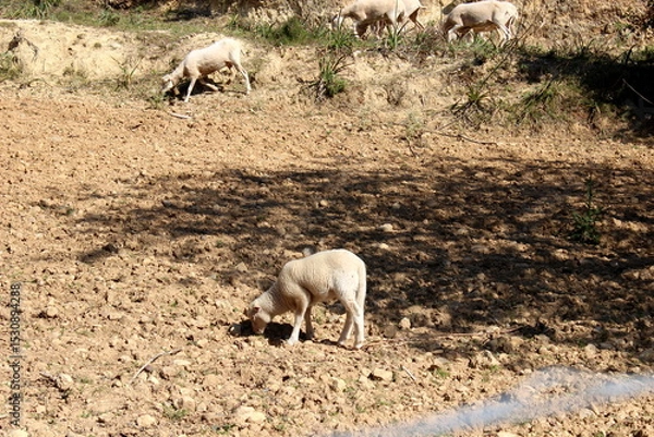 Obraz Schafherde , Schafe mit Lämmern 