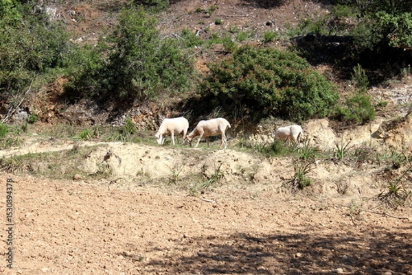 Obraz Schafherde , Schafe mit Lämmern 