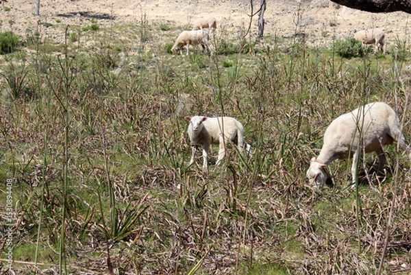 Obraz Schafherde , Schafe mit Lämmern 