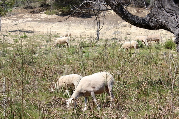 Obraz Schafherde , Schafe mit Lämmern 