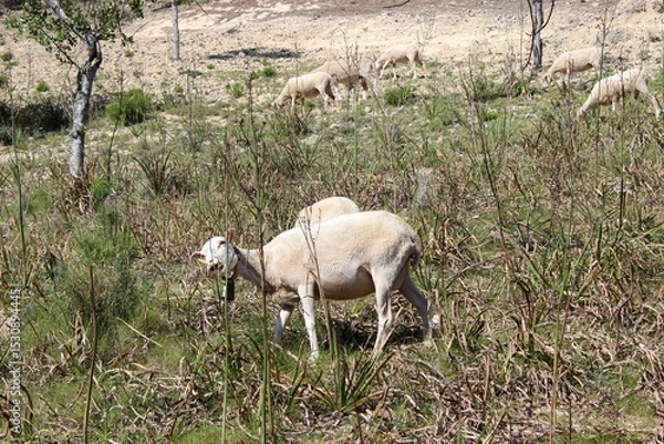 Obraz Schafherde , Schafe mit Lämmern 
