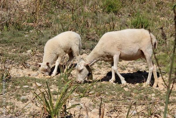 Obraz Schafherde , Schafe mit Lämmern 