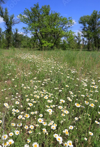 Obraz Wild chamomile in a field in a summer forest