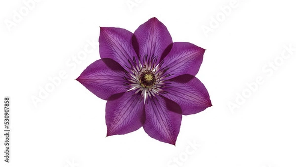 Obraz Single Purple Clematis Top View