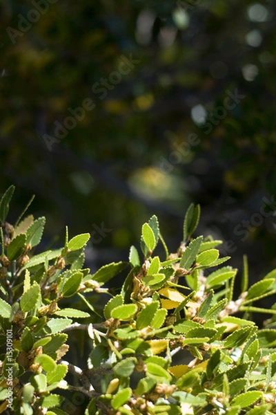 Fototapeta green leaves.