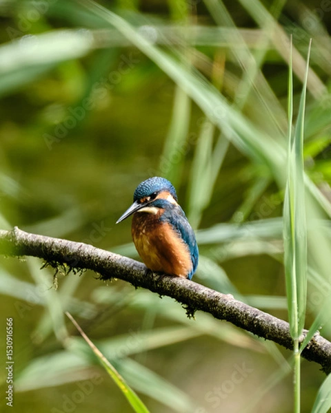 Obraz Juvenile Kingfisher