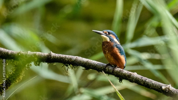 Obraz Juvenile Kingfisher
