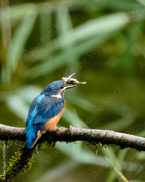 Obraz Kingfisher with Fish
