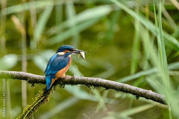 Obraz Kingfisher with Fish