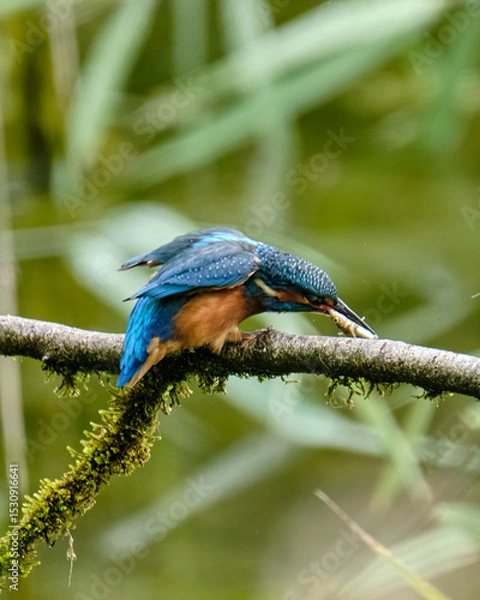 Obraz Kingfisher with Fish