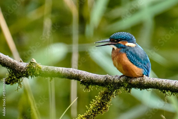 Obraz Juvenile Kingfisher