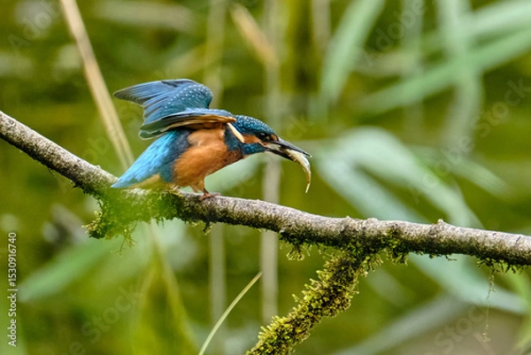 Obraz Kingfisher with Fish