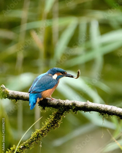 Obraz Kingfisher with Fish