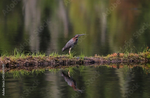 Obraz green heron in nature during summer
