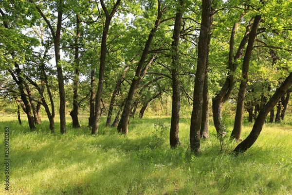 Obraz green oak grove in spring forest