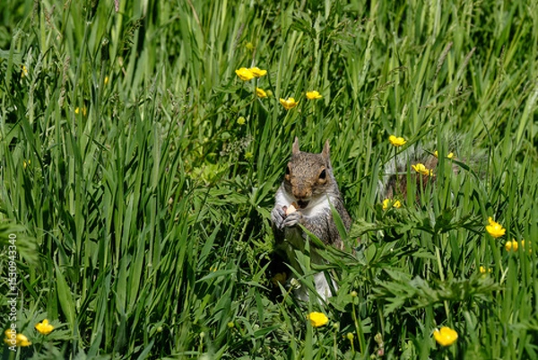 Obraz Grey Squirrel in field with Buttercups