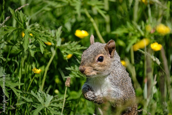 Obraz Squirrel and buttercups