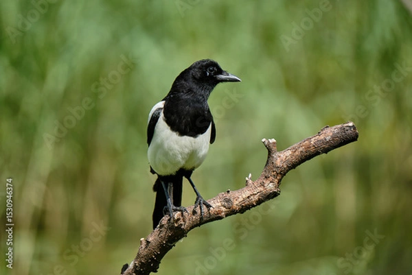 Obraz Magpie 