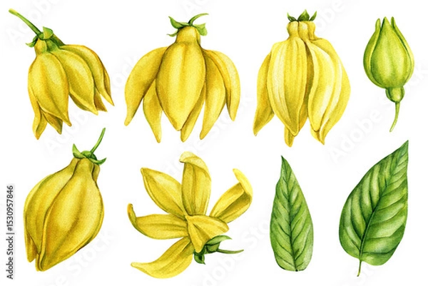 Obraz Ylang Ylang Watercolor Flowers Buds Botanical Yellow Petals Green Leaves Tropical Clipart Set Natural Spa and Aromatherapy Design