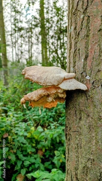 Obraz Fungi on tree