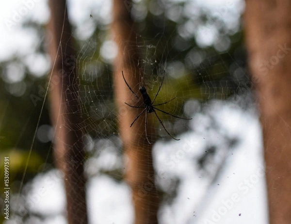 Fototapeta Close-up of a spider on its web, blurry background.