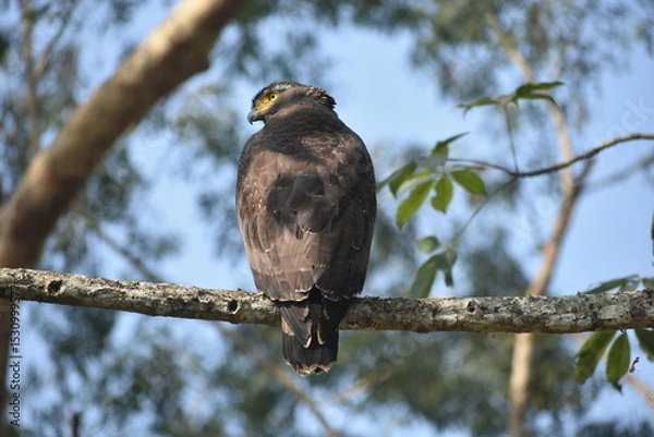 Fototapeta Large eagle with yellow eyes perched on a tree branch.