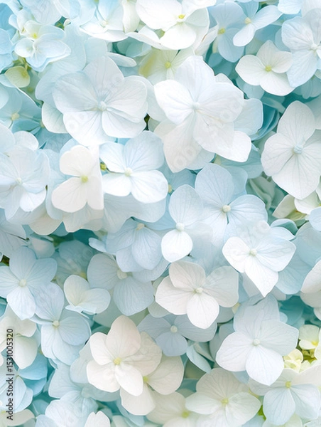 Obraz Delicate blue hydrangea blooms create a serene garden atmosphere