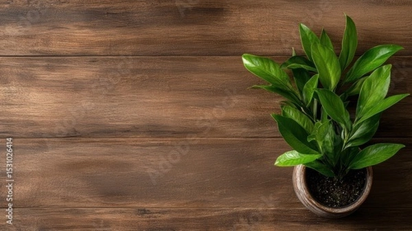 Fototapeta A Captivating Green Plant in a Stylish Pot Perfectly Positioned on a Wooden Floor with Space for Your Creative Text