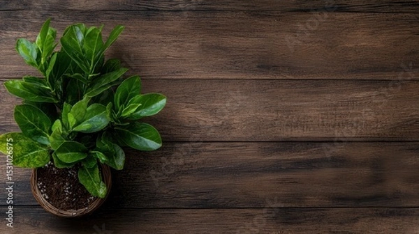 Fototapeta A Beautiful Green Plant Pot on a Wooden Table Perfect for Your Creative Project and Text Placement
